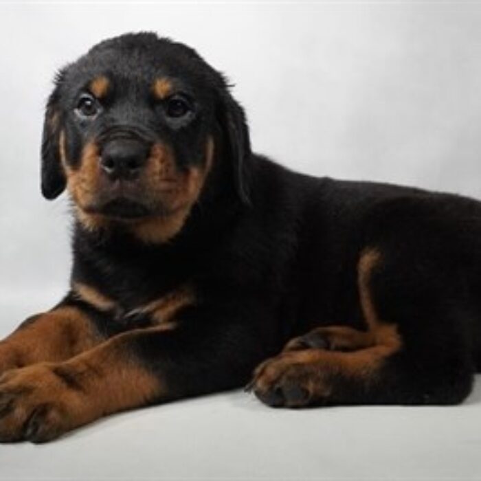 Rottweiler - 13759, Rottweiler