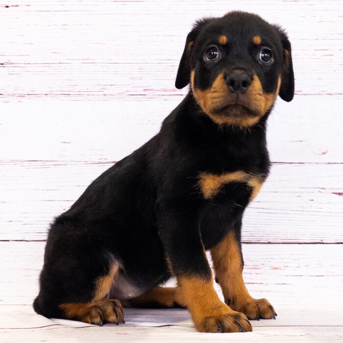 Rottweiler - 13760 photo 1