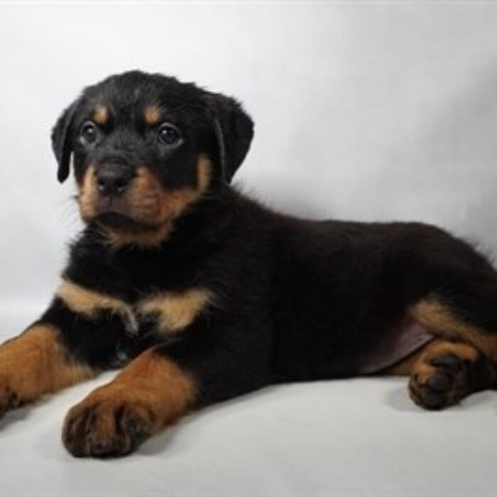 Rottweiler - 13760, Rottweiler