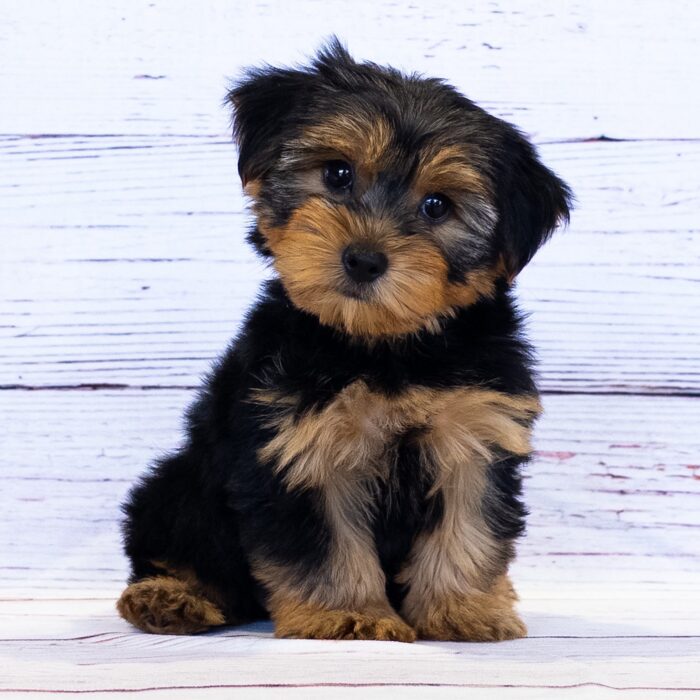 Yorkshire Terrier - 13761, Yorkshire Terrier