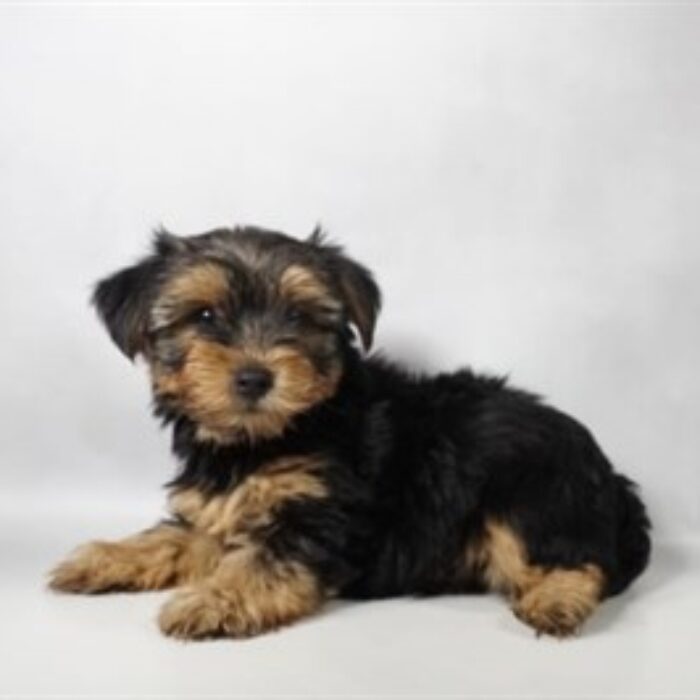 Yorkshire Terrier - 13761, Yorkshire Terrier