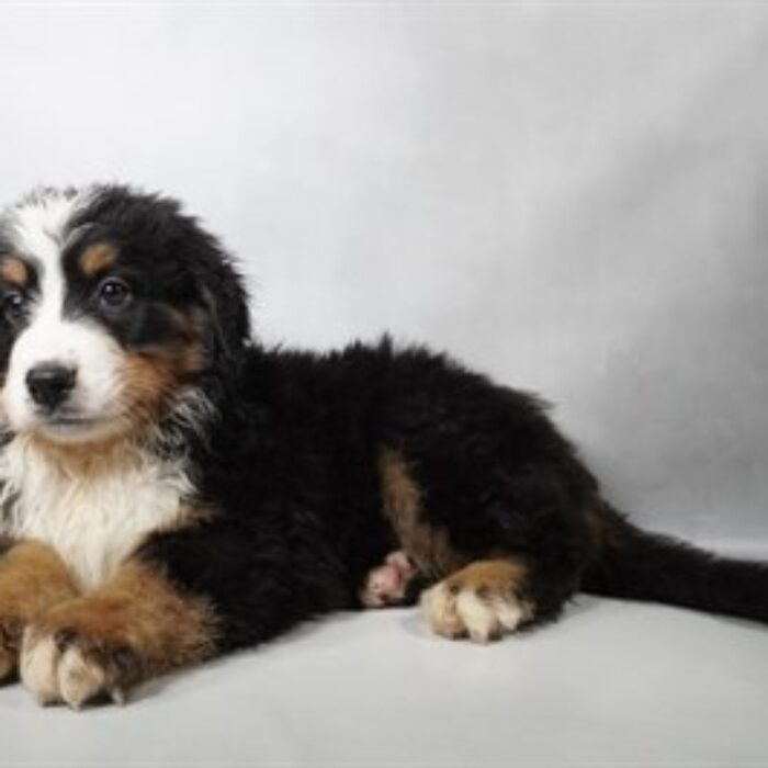 Bernese Mountain Dog - 13763, Bernese Mountain Dog