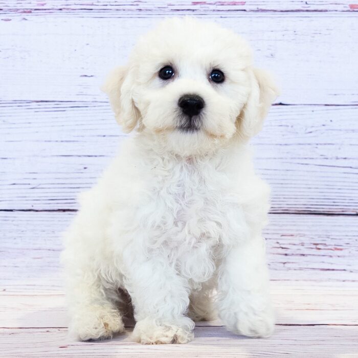 Bichon Frise - 13764, Bichon Frise