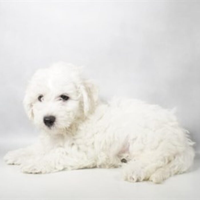 Bichon Frise - 13764, Bichon Frise