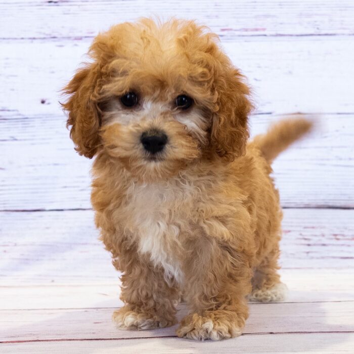 Bichon Poo - 13765, Bichon Poo