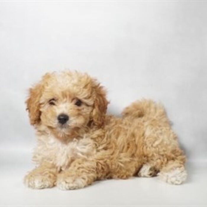 Bichon Poo - 13765 photo 1