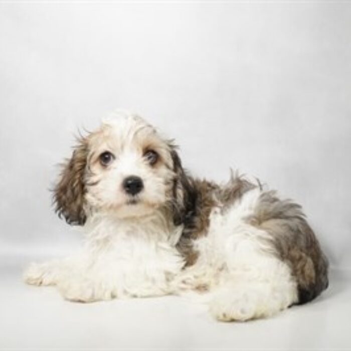 Cavachon - 13766, Cavachon