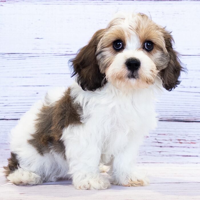 Cavachon - 13766, Cavachon