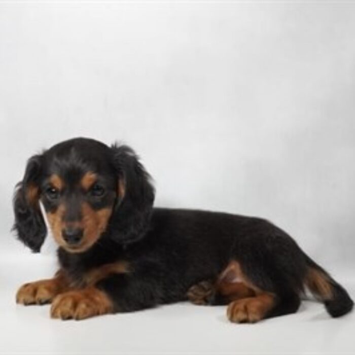 Dachshund - 13767, Dachshund