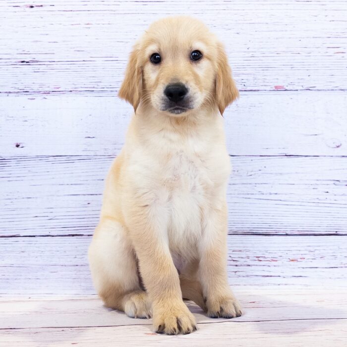 Golden Retriever - 13769, Golden Retriever