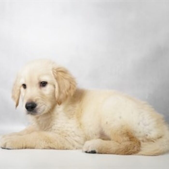 Golden Retriever - 13769, Golden Retriever