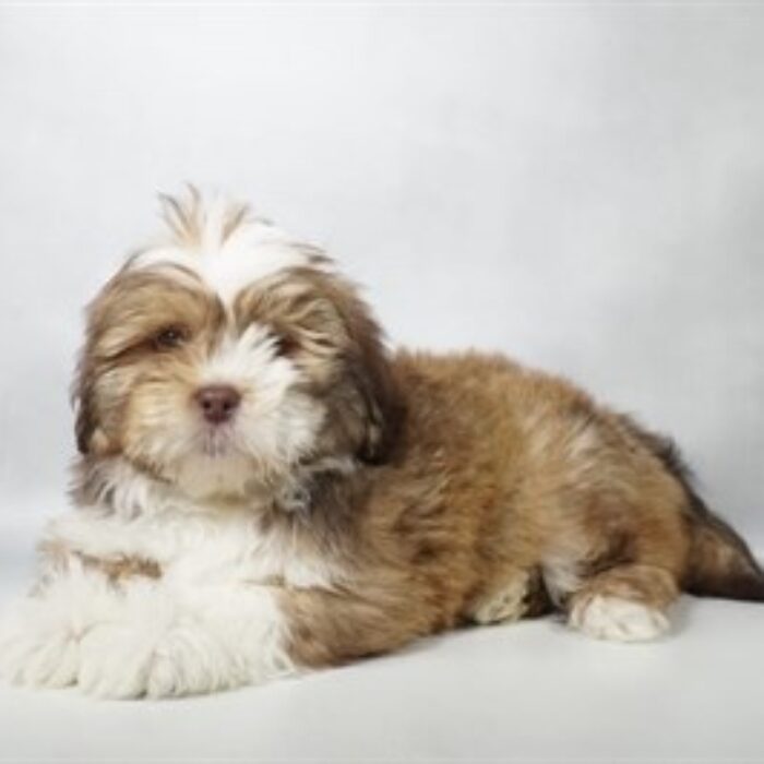 Lhasa Apso - 13770, Lhasa Apso