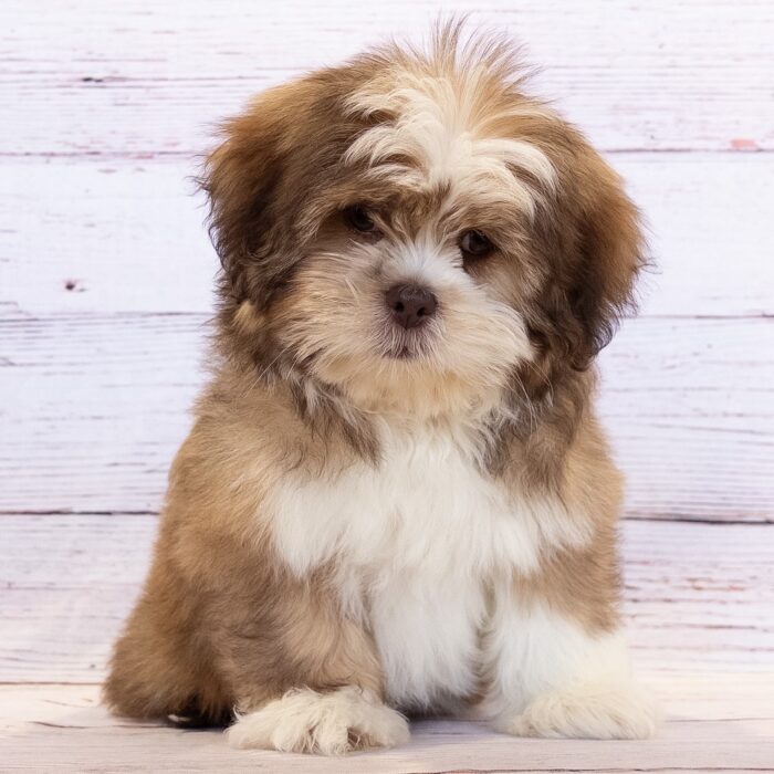 Lhasa Apso - 13770, Lhasa Apso