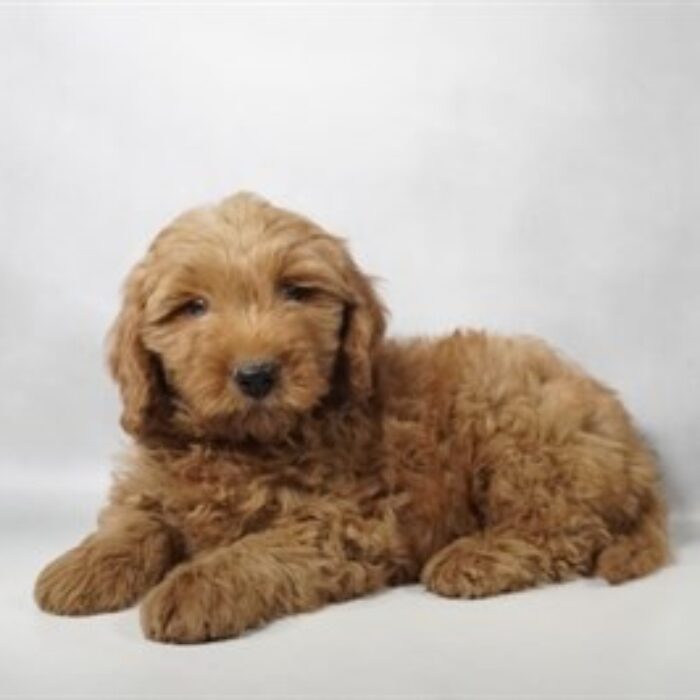 Mini Goldendoodle F1B - 13771, Mini Goldendoodle F1B