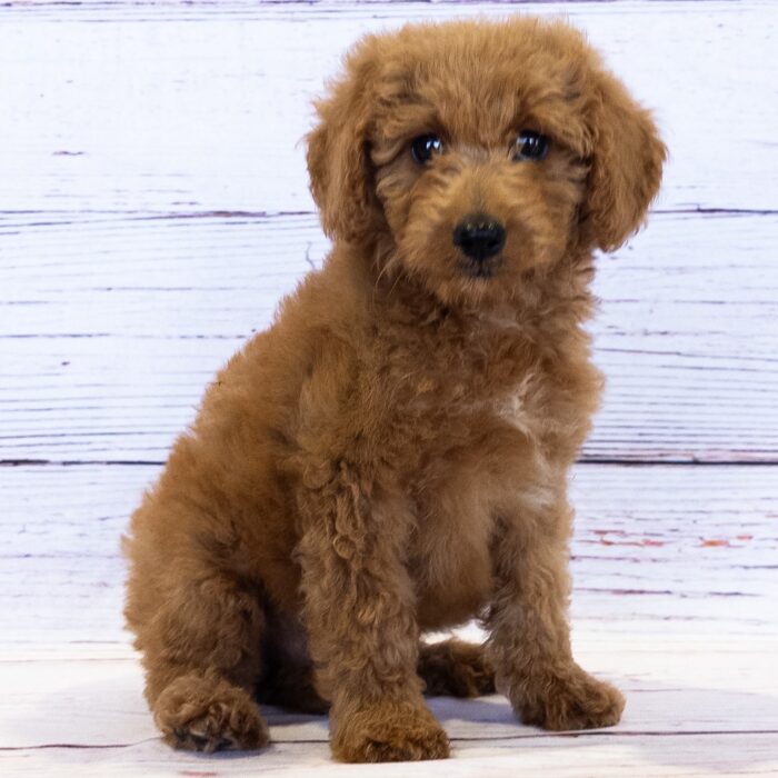 Mini Goldendoodle F1B - 13772, Mini Goldendoodle F1B