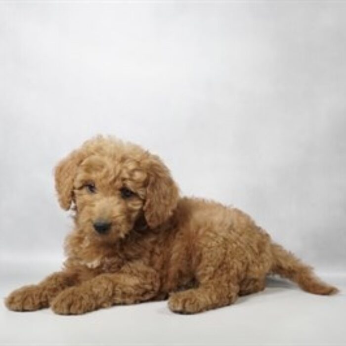 Mini Goldendoodle F1B - 13772, Mini Goldendoodle F1B