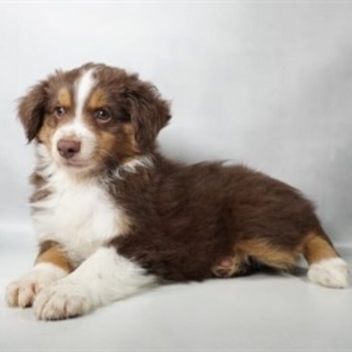Miniature Australian Shepherd - 13773, Miniature Australian Shepherd