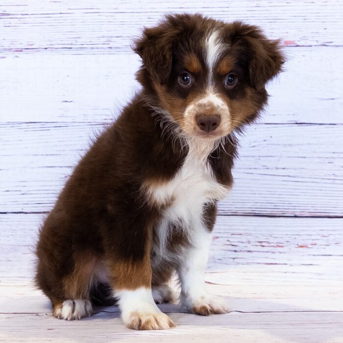 Miniature Australian Shepherd - 13773, Miniature Australian Shepherd