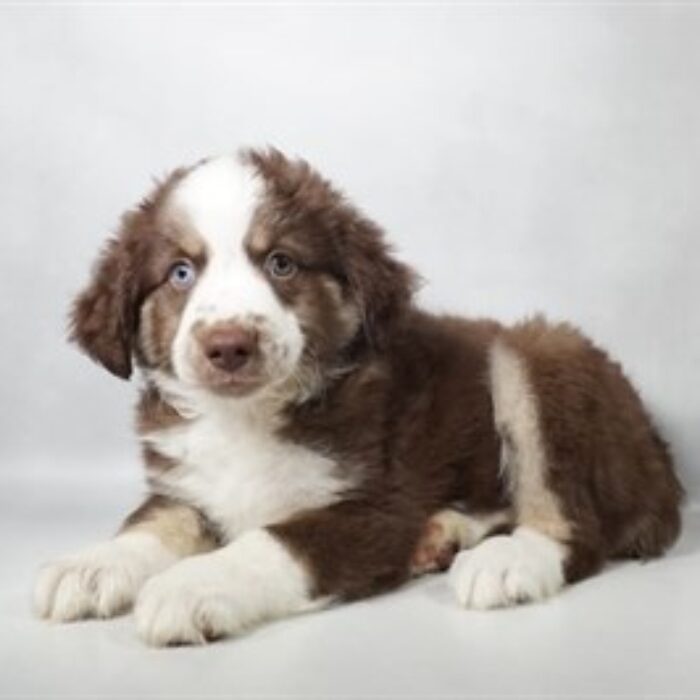 Miniature Australian Shepherd - 13774, Miniature Australian Shepherd