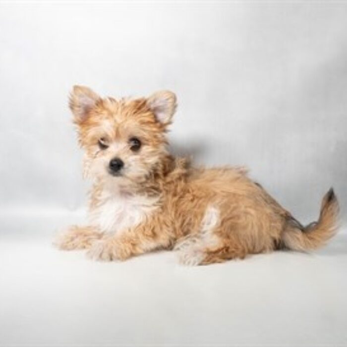 Morkie - 13775, Morkie