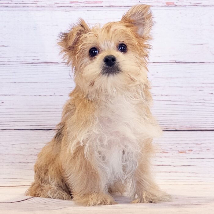 Morkie - 13775, Morkie