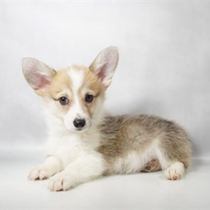 Pembroke Welsh Corgi - 13776, Pembroke Welsh Corgi