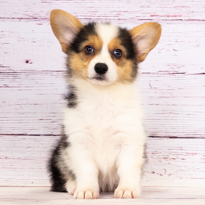 Pembroke Welsh Corgi - 13777, Pembroke Welsh Corgi