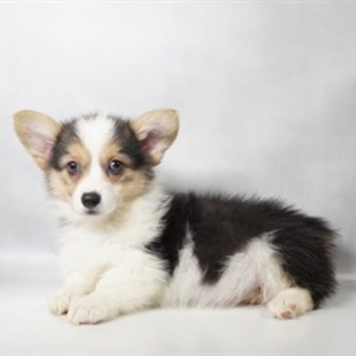 Pembroke Welsh Corgi - 13777, Pembroke Welsh Corgi