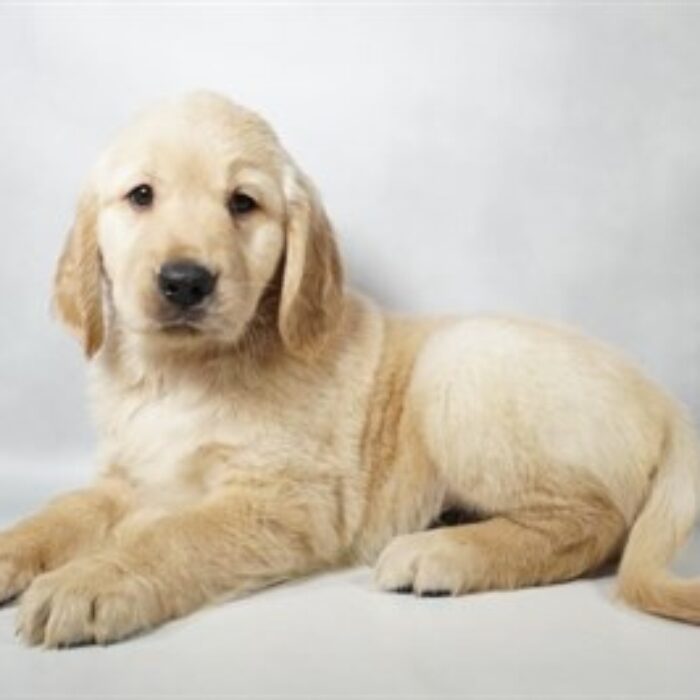 Golden Retriever - 13778, Golden Retriever