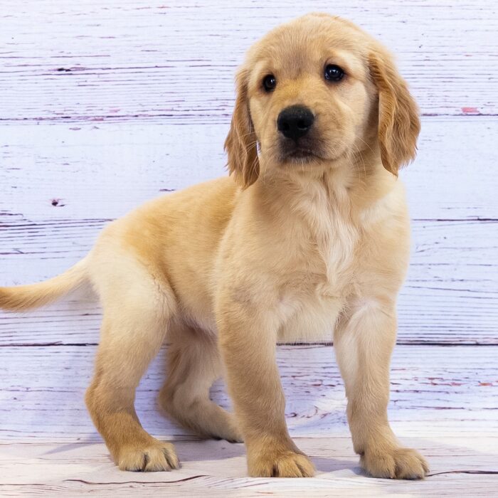 Golden Retriever - 13778, Golden Retriever