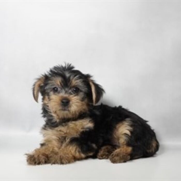 Yorkshire Terrier - 13779, Yorkshire Terrier