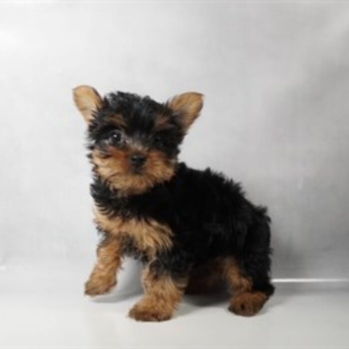Yorkshire Terrier - 13780, Yorkshire Terrier