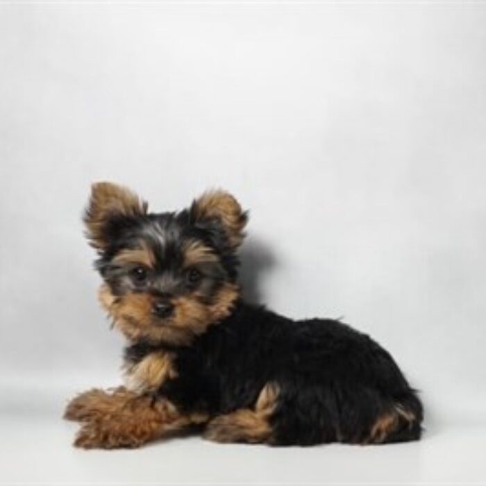Yorkshire Terrier - 13781, Yorkshire Terrier