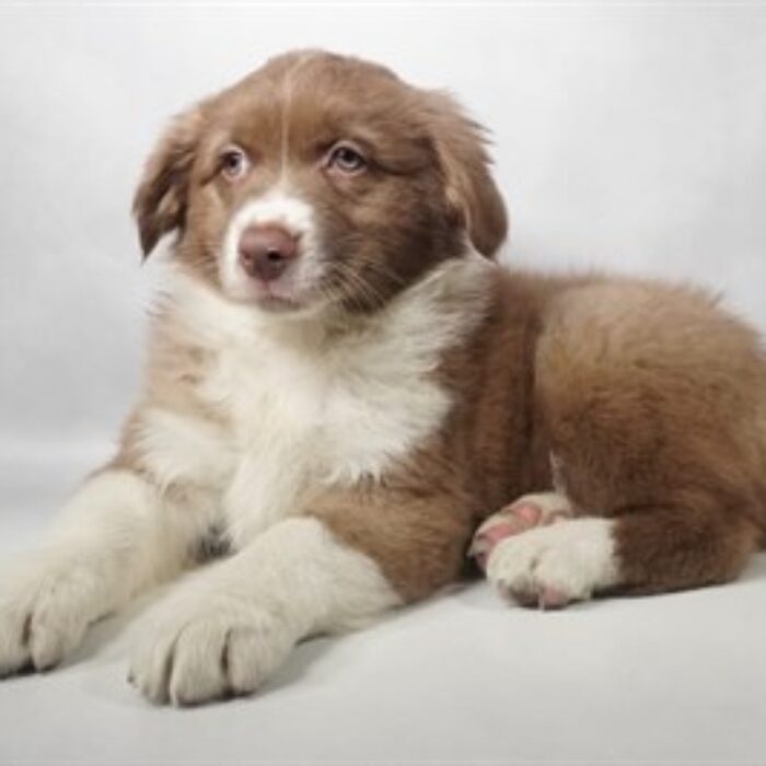 Australian Shepherd - 13782, Australian Shepherd