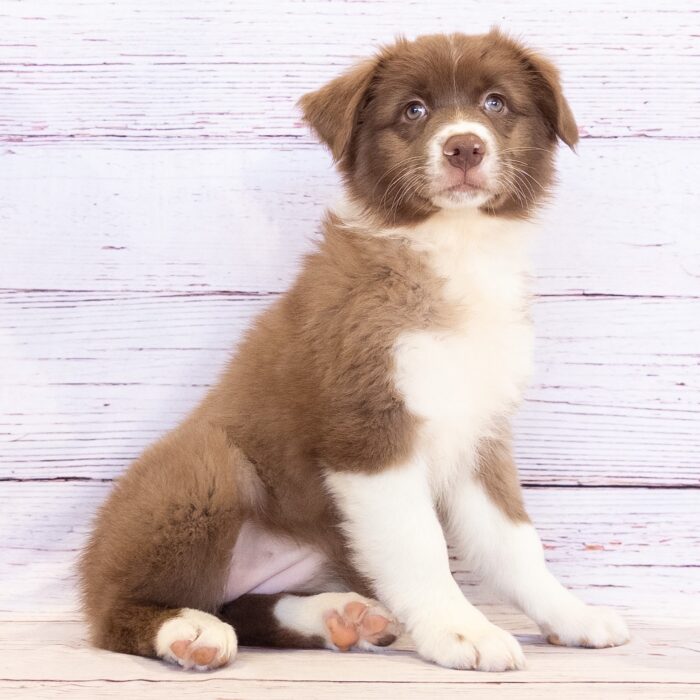Australian Shepherd - 13782, Australian Shepherd