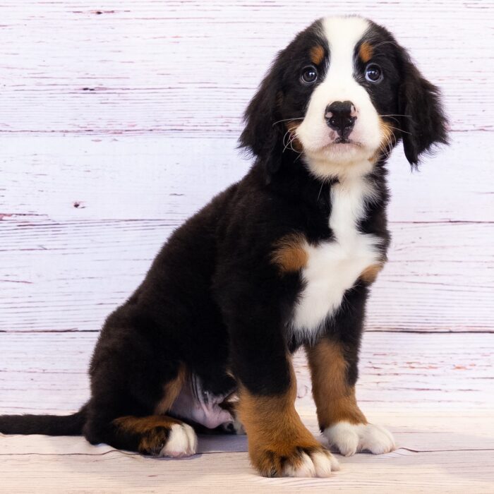 Bernese Mountain Dog - 13783, Bernese Mountain Dog
