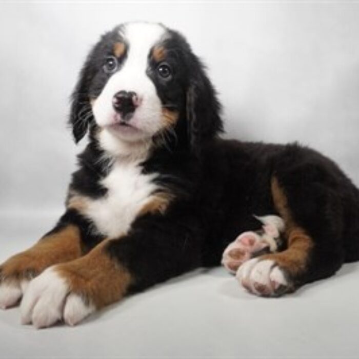 Bernese Mountain Dog - 13783, Bernese Mountain Dog