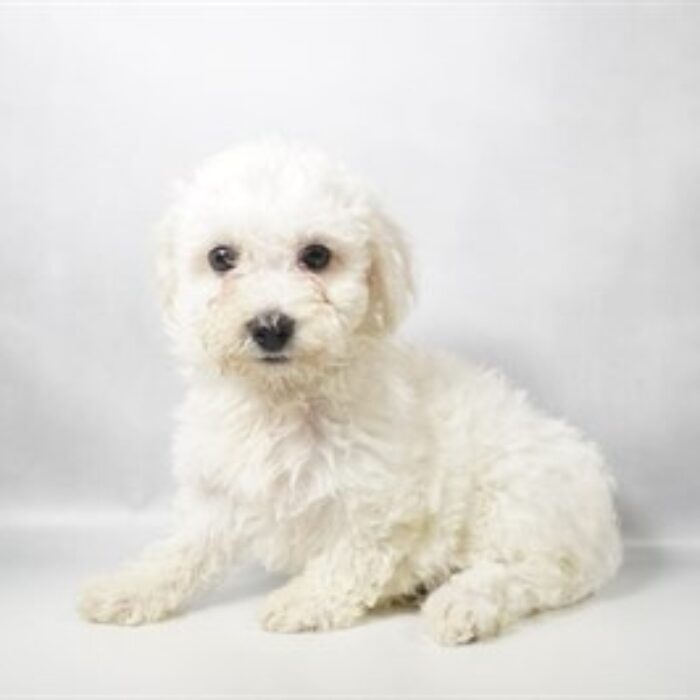 Bichon Frise - 13784, Bichon Frise