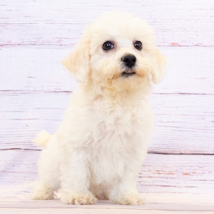 Bichon Frise - 13784, Bichon Frise