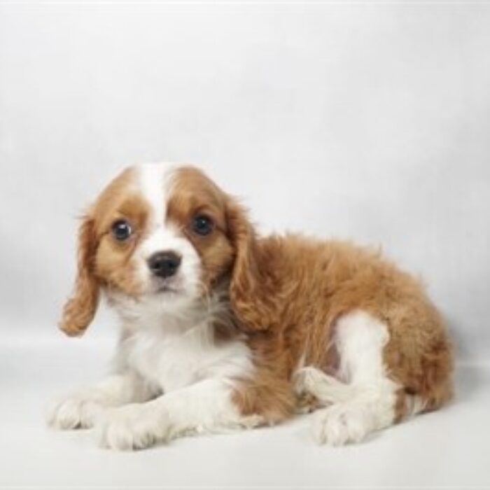 Cavalier King Charles Spaniel - 13785, Cavalier King Charles Spaniel