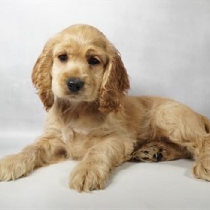 Cocker Spaniel - 13786, Cocker Spaniel