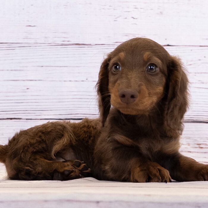 Dachshund - 13787, Dachshund