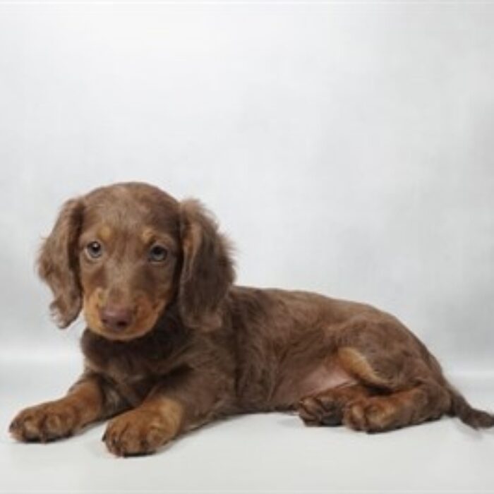Dachshund - 13787, Dachshund