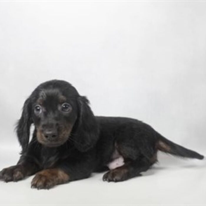 Dachshund - 13788, Dachshund