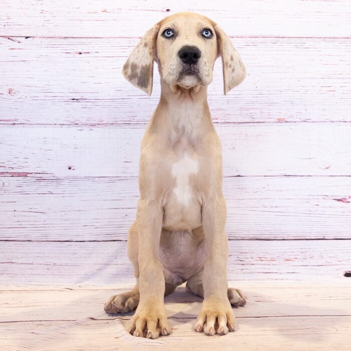 Great Dane - 13790, Great Dane