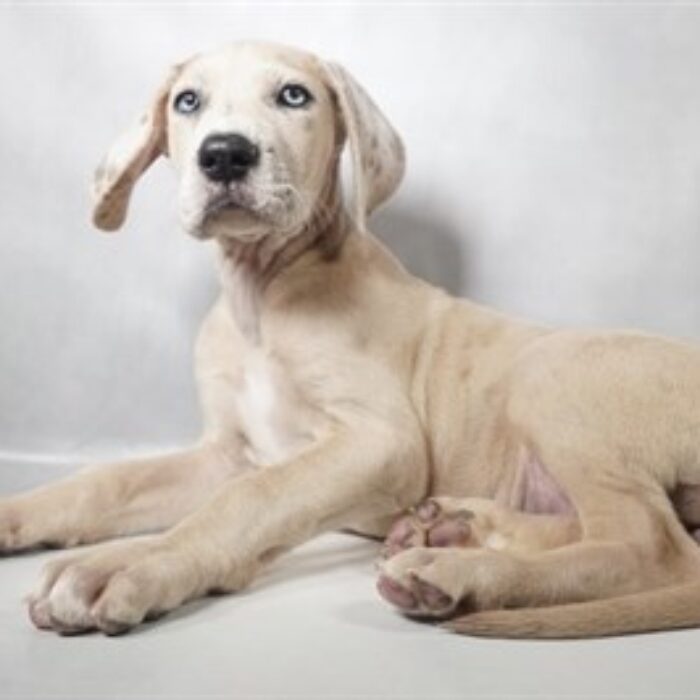 Great Dane - 13790, Great Dane