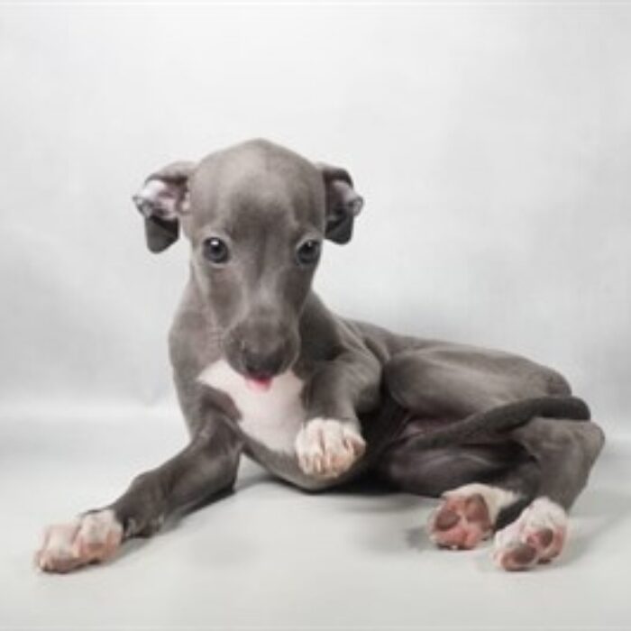 Italian Greyhound - 13791, Italian Greyhound