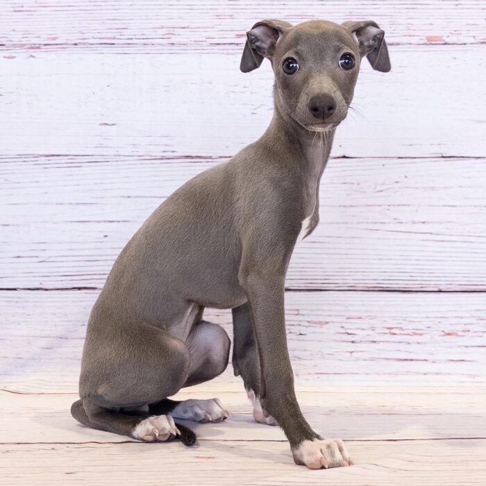Italian Greyhound - 13791, Italian Greyhound