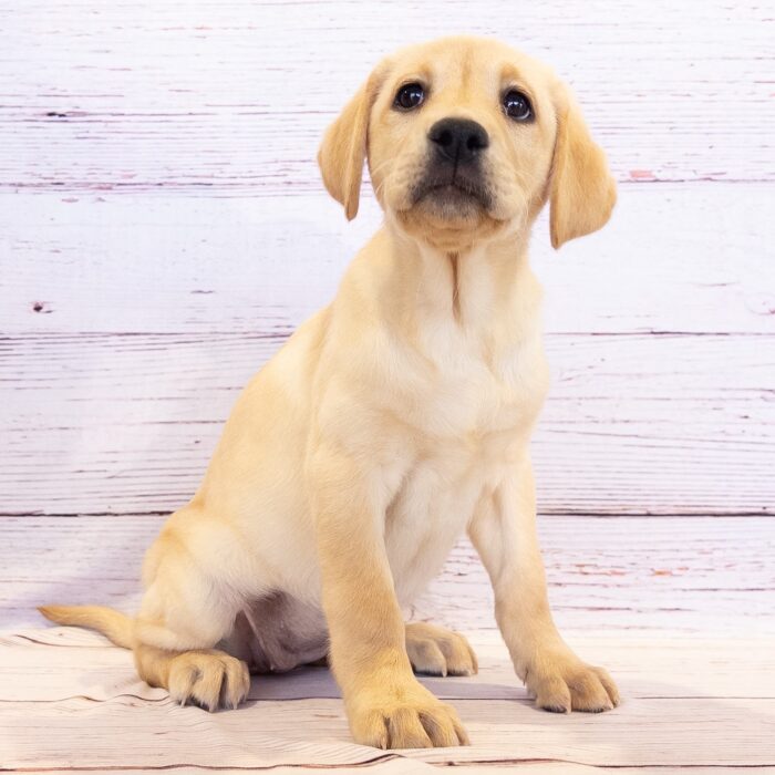 Labrador Retriever - 13792, Labrador Retriever