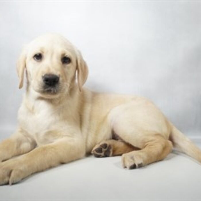 Labrador Retriever - 13792, Labrador Retriever